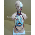 ISO 85CM Sexless Human Torso Model 20 Parts, anatomical model